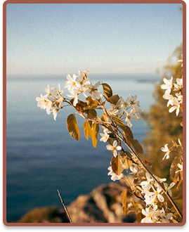 Paysage de la mer avec une fleure