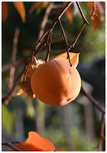 Abricot sur un arbre