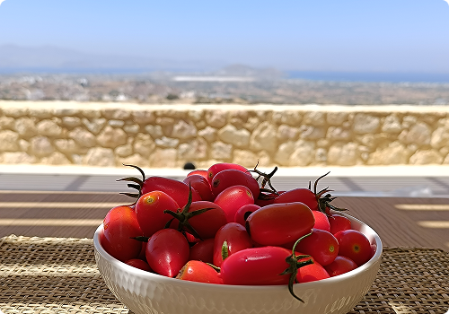 photo de tomates cerises du jardin face a la vue
